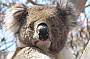 And a wild koala