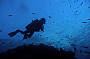 3 Day Liveaboard Referral (not for certified divers or snorkelers)on MV Kangaroo Explorer