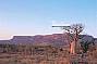 Boab Tree