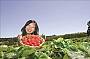 Sunny Ridge Strawberry Farm
