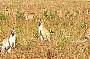 A curious mob of wallabies