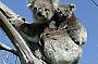 Koala Spotting in the Great Otway National Park