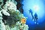 1 Day Trip Referral (Not for Certified divers or snorkelers, 2 training dives ) MV Reef-Kist
