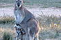 Kangaroo and Joey