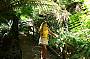 rainforest