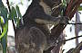 Koalas