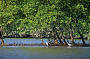 mangroves
