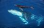 Tasman Venture Half Day Whale Watching, Morning
