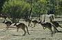 How close are these wild kangaroos?