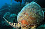 diver + turtle