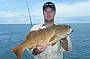 Coral trout