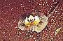 Frillneck Lizard