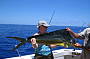 Dolphin Fish ( Mahi Mahi )