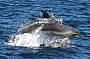 TASMAN ISLAND CRUISE