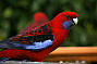 1 Day Great Ocean Road & Rainforest Tour ( With Helicopter Flight)