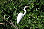 Egret