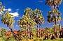 Cabbage Palms-Dionosaurs ate them