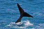 6 Day - Wildlife and Rail Experience