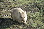 Wombat