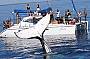Australia's best whale watch experience