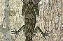 Northern Leaf-tailed Gecko - Phyllurus cornutus