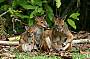 Red-legged Pademelon