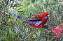 Crimson Rosella