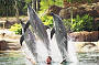 Sea World General Admission