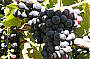 Mornington Wineries