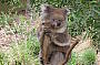 2 Day Great Ocean Road & Phillip Island Penguin Parade Tour