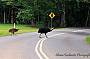 CAPE TRIBULATION DAY TOUR