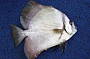Bat Fish