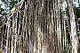Curtain Fig Tree