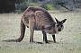 Kangaroo Island Kangaroo