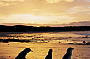 2 Day Great Ocean Road & Phillip Island Penguin Parade Tour