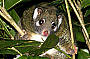 A rare green possum