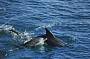 Bottlenose Dolphins