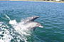 Dolphins at play