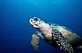 Reef Encounter - 2 Day/ 1 Night Snorkel Adventures - TWIN SHARE
