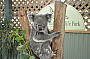 Koala Featherdale Wildlife Park