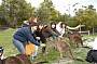 1 day Phillip Island Ultimate Eco Tour includes lunch