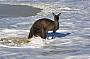 wallaby swimming at bay of fires surf