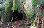THE BIG TREE ( BLUE TIERS )