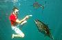 Swimming with Bluefin tuna