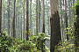 dandenongs national park