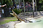 Australia ZOO & Sunshine Coast Hinterland Tour from Brisbane