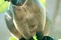 Tree Kangaroo