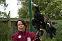 Wedge tailed eagle at Healesville Sanctury