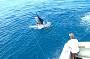 Black Marlin (caught but not out)