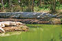 big croc at farm